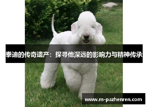 泰迪的传奇遗产：探寻他深远的影响力与精神传承